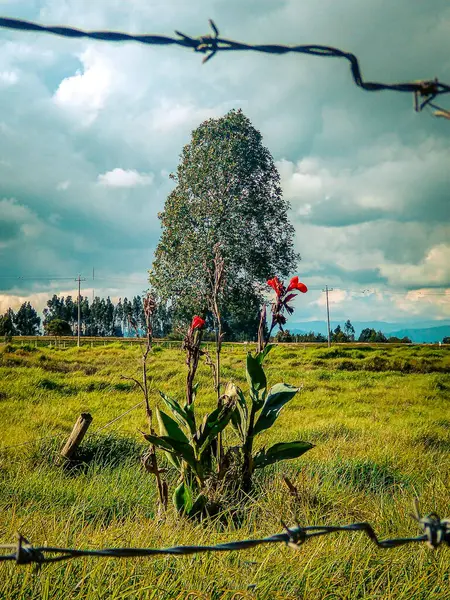 Beautiful tree in rural area of Bogota - Colombia