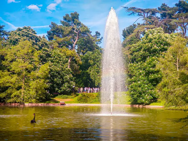 Madrid 'deki El Retiro parkında siyah bir kuğu ve bir çeşme ile güzel bir göl - İspanya - Avrupa