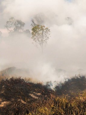Bogota 'nın güneyinde, Bosa kırsalında bir orman yangınının ortasında güzel bir ağaç - Kolombiya