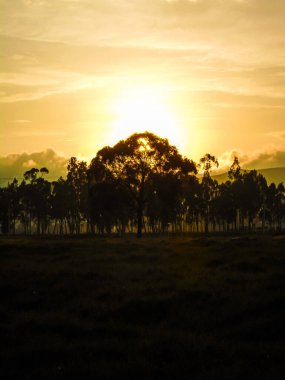 Bogota, Kolombiya 'da bir ağacın üzerinde güzel bir günbatımı.