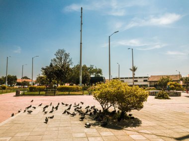 Bogot-Kolombiya 'nın güneyindeki Bosa Vakfı parkında siyah güvercinler. 