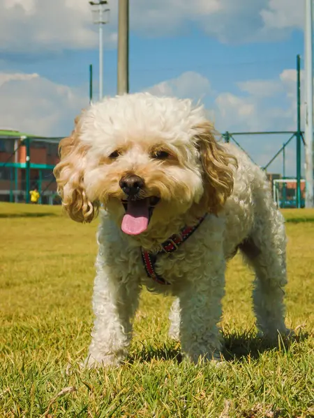 Bosa-Bogota-Kolombiya parkında dili dışarı çıkmış Frespuder beyaz köpeği.