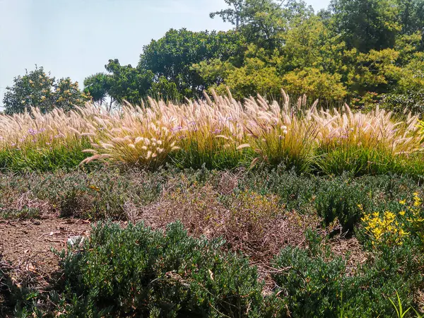ボゴット南部のボサのメインパークで美しい植生 コロンビア — ストック写真