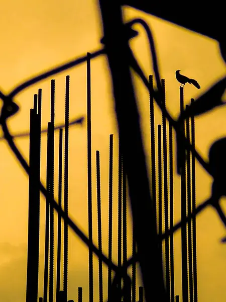 Metal frame of a grackle bird on a metal structure in nice sunset in Panama