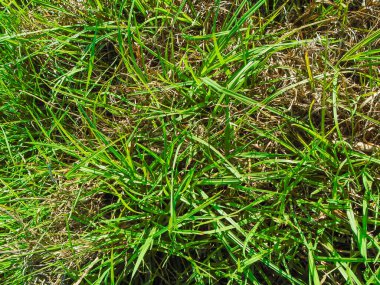 Texture of a green grass in Bosa - Bogota - Colombia