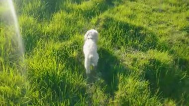 Bogota, Bogota 'da yeşil çimlerde koşan küçük beyaz köpek Kolombiya