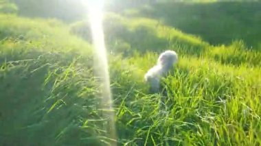 Bogota, Bogota 'da yeşil çimlerde koşan küçük beyaz köpek Kolombiya