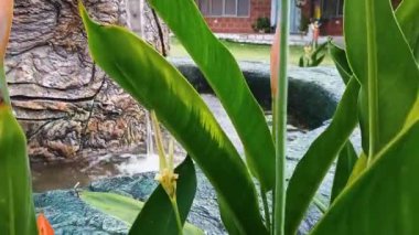 Rivera-Huila-Kolombiya 'da turistik bir bölgede temiz ve temiz bir su kaynağı.