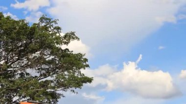 Neiva Huila Kolombiya 'da günbatımında ormanın üzerinde güzel mavi bir gökyüzünün zamanı. Çevre, iklim ve biyolojik çeşitlilik kavramı