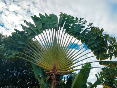 Yeşil muz, Rivera-Huila-Kolombiya 'da bir turist mekanından ayrılıyor.