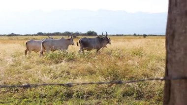 Villavieja - Huila - Kolombiya kırsalında akşam karanlığında sığırlar. Çiftlik hayvanları tarım konsepti