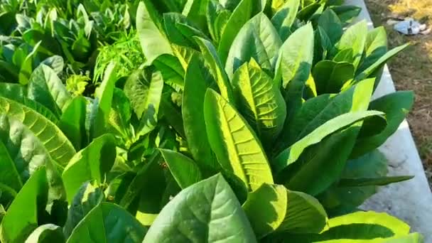 柔らかい選択的な焦点 緑豊かな葉を持つタバコのプランテーション 新鮮なタバコの葉のスーパーマクロクローズアップ — ストック動画