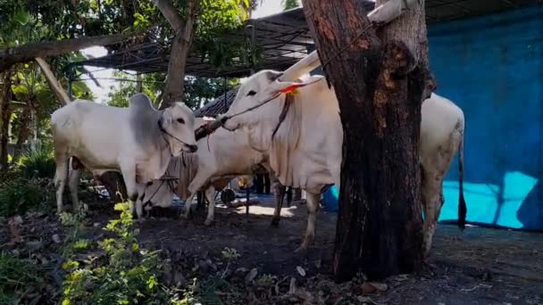 Білі Корови Їдять Свіжу Зелену Траву Стайні Сонячний День Годування — стокове відео