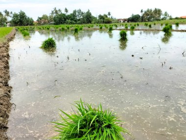 Endonezya 'nın yağmuru yapraklardaki taze pirinç fideleri açık yeşildir. Seçici odak.