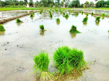 Endonezya 'nın yağmuru yapraklardaki taze pirinç fideleri açık yeşildir. Seçici odak.