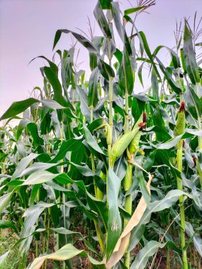 Mısır tarlasında mısır koçanı. Ana odak noktası mısır koçanı. Yaz boyunca genç ve yeşil mısır tarlaları. Tarım, üretim, mısır ve tarım kavramı.