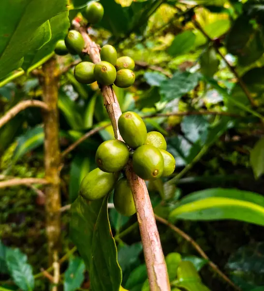 Closeup of coffee fruit in coffee farm and plantations in Ungaran, Central Java, Indonesia. Selective focus.