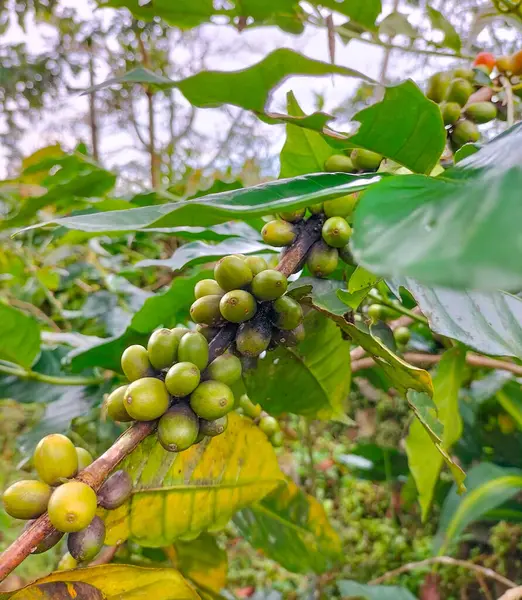 Closeup of coffee fruit in coffee farm and plantations in Ungaran, Central Java, Indonesia. Selective focus.