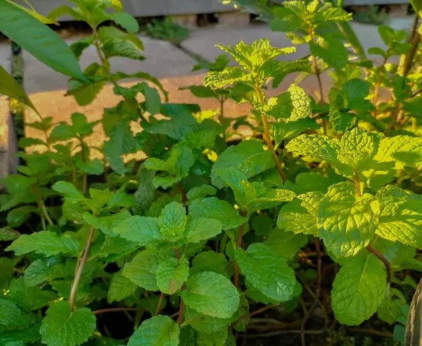 Closeup view of mint plant grow at vegetable garden. Fresh mint plant.