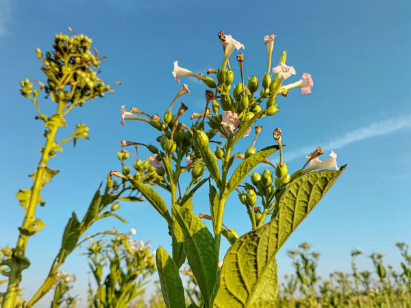 Close up. Flowering tobacco plants on tobacco farm. Tobacco flowers with blue sky background.