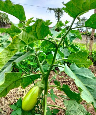 Seçici odaklanma. Endüstriyel serada sebze yetiştirmek yeşil patlıcan.