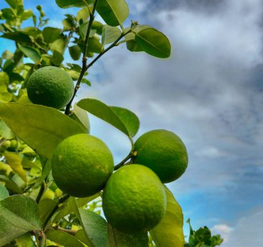 Güney tropik ağaç dallarında yeşil limon meyveleri boş mavi gökyüzü arka planında güneş ışığı ile birlikte. Seçici odak.