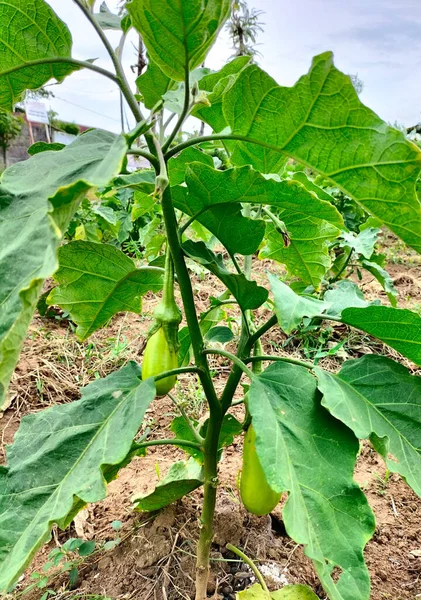 stock image Selective focus. Growing vegetables in an industrial greenhouse green eggplant.