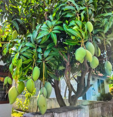 Seçici odaklanma. Bahçedeki ağaçta mango. Tatlı meyveler.