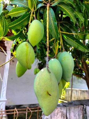 Seçici odaklanma. Bahçedeki ağaçta mango. Tatlı meyveler.