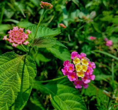 Seçici odaklanma. Yaz boyunca çiçek açan Lantana çiçeği.
