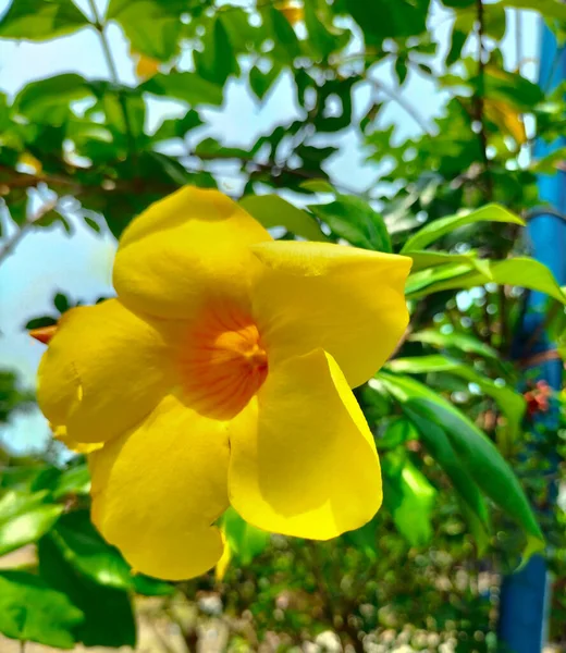 Close up of yellow flower, Golden Trumpet, Allamanda cathartica, on green leaves blurred background