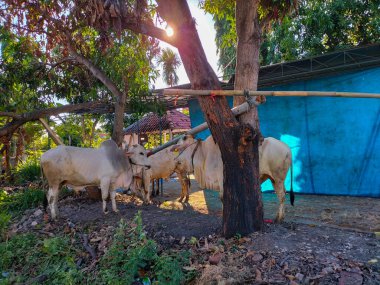 Seçici odaklanma. Ongole Crossbred sığırları veya Java İneği veya Beyaz İnek veya sapi peranakan ongole (PO) veya Bos Taurus Endonezya 'nın geleneksel çiftliği Endonezya' daki en büyük sığırlardır.. 