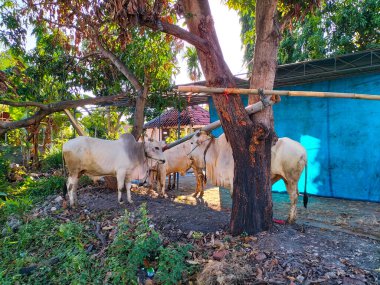 Seçici odaklanma. Ongole Crossbred sığırları veya Java İneği veya Beyaz İnek veya sapi peranakan ongole (PO) veya Bos Taurus Endonezya 'nın geleneksel çiftliği Endonezya' daki en büyük sığırlardır.. 