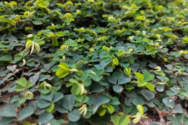 Seçici odaklanma. Küçük yapraklı yeşil yapraklar su boyunca filizlenen dört köşeli yeşildirler. Güneşli bir günde küçük yeşil bir izin.
