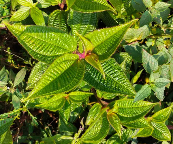Closeup view of Clidemia hirta, commonly called soapbush, is a perennial shrub. An invasive plant species in many tropical regions. Green leaves grow fresh in the bush.