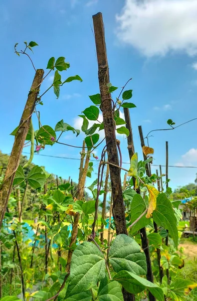 Closeup view of long bean plant in the field. A field planted with long beans in the Bangunsari area, Kendal, Indonesia.
