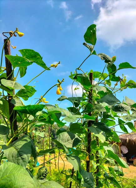 Closeup view of long bean plant in the field. A field planted with long beans in the Bangunsari area, Kendal, Indonesia.