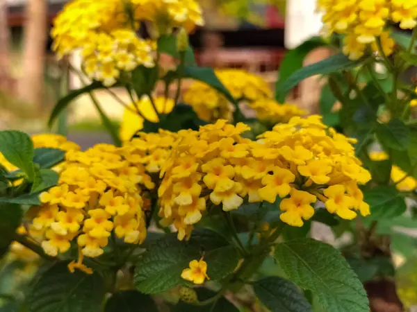 Selective focus. Yellow tiny flowers or lantana camara with green natural background.