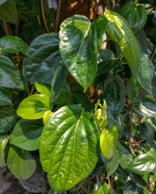 Daun sirih ya da Betel yaprağı. Betel, Endonezya 'da yetişen ve diğer ağaç gövdelerinde dinlenen bir bitkidir. Seçici odak.
