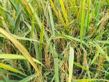 Çiftlikte olgun pirinç tarlaları ve gökyüzü manzarası. Seçici odak. 