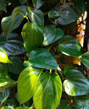 Daun Sirih ya da Betel yaprakları aşk şeklinde yeşil yapraklarla renkli bir duvarda sürünüyorlar. Betel yaprakları genellikle Endonezya 'da geleneksel tıp için kullanılan bitkisel yapraklardır.. 