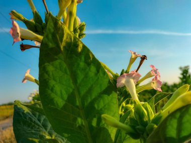 Seçici odaklanma. Tütün çiçekleri. Tütün tarlasında büyük yaprak ekinleri yetişiyor. Tütün çiçeği ve mavi gökyüzü.