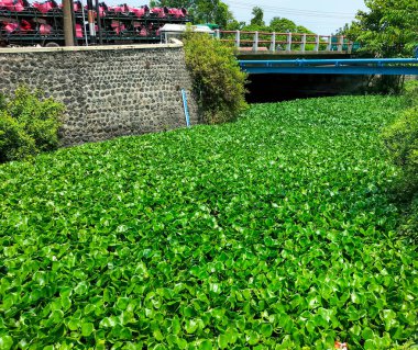 Çevreyi kirletiyor. Sümbül bitkisinin yakın görüntüsü. Kendal şehrinin ortasında nehir suyunun yüzeyini kaplayan yeşil yapraklar.. 