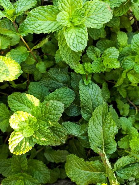 A small mint plants in my fields. Mint. Bunch of Fresh green organic mint leaf. Selective focus.