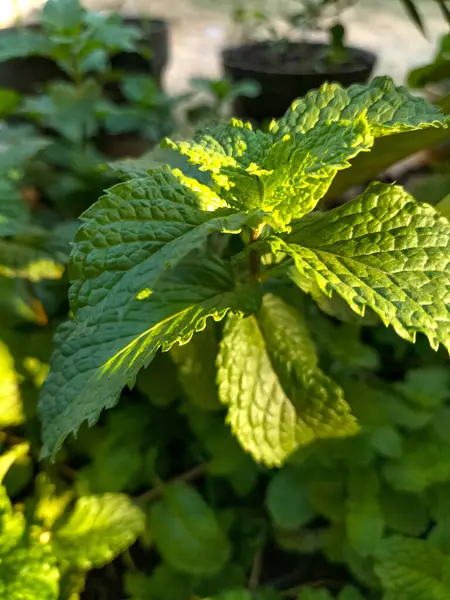 A small mint plants in my fields. Mint. Bunch of Fresh green organic mint leaf. Selective focus.