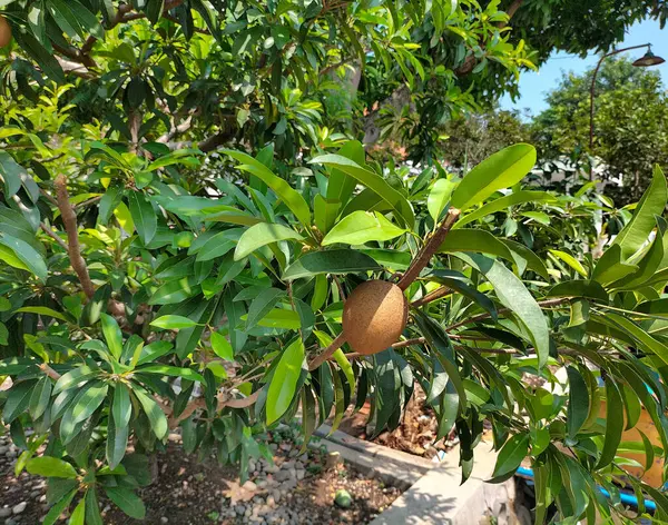 Olgunlaşmamış ciku veya Manilkara zapota meyvesi. Sapodilla ağacı ve sabah büyümeye başlayan meyveler. Seçici odak.