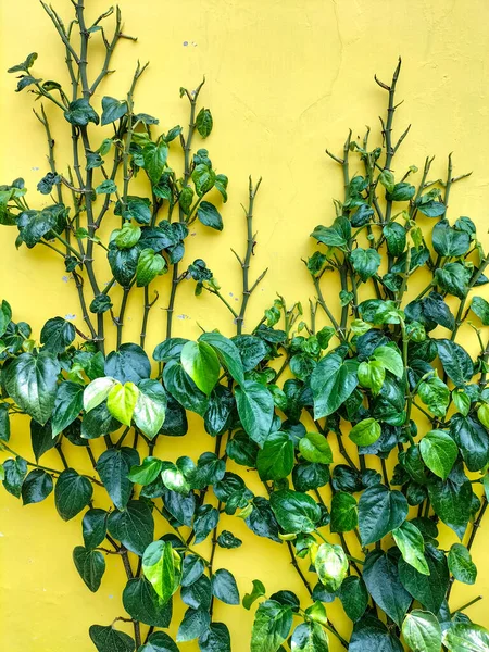 View of Daun Sirih or Betel leaves creeping on a colored wall with green leaves in the shape of love. Betel leaves are herbal leaves that are commonly used for traditional medicine in Indonesia.
