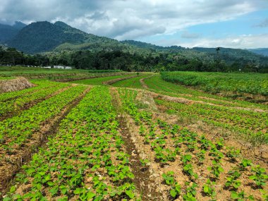 Yeşil fasulye tarlalarının güzel manzarası. Arka planda evleri olan soya fasulyesi tarlaları. Kurak mevsimde mavi gökyüzü.