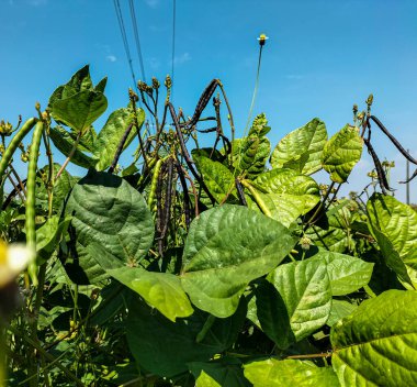 Seçici odaklanma. Soya fasulyeleri hasat için neredeyse hazır, Kendal Regency, Centra Java, Endonezya.