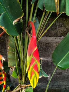 Heliconia 'Istakoz Pençesi' Bitkisi. Kendal Regency, Endonezya 'da sarı kenarlı kırmızı çiçek. Seçici odak.